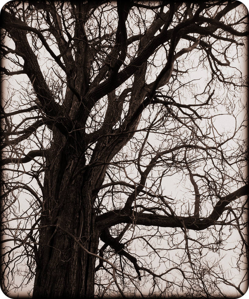 The Sin Tree. by iAreNinjRAWR on DeviantArt