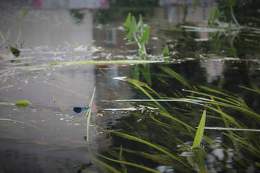 blue dragonfly