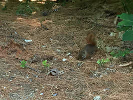 BABY SQUIRRELZZZZ!!!!!