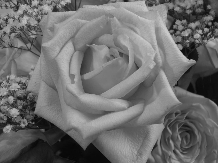 Colorless Rose Colorless Roses by CetxAmourxMexTue on DeviantArt
