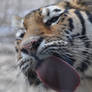 Hungry Tigress
