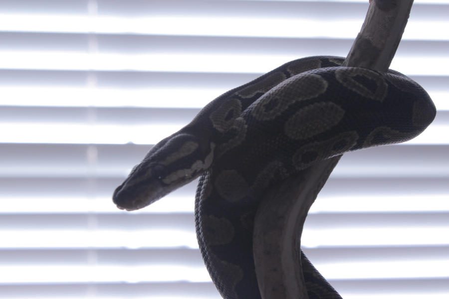 Reticulated Python by AMGDigitalPro on DeviantArt