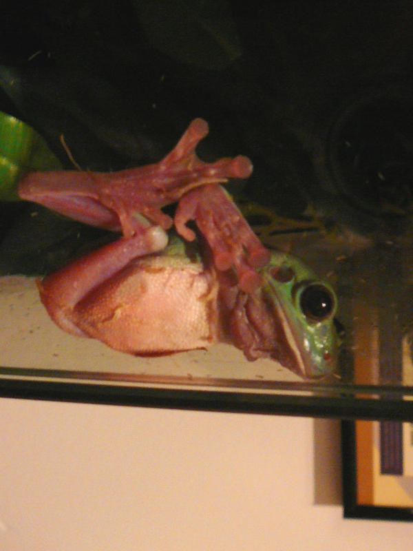 Gizmo the Tree Frog 07