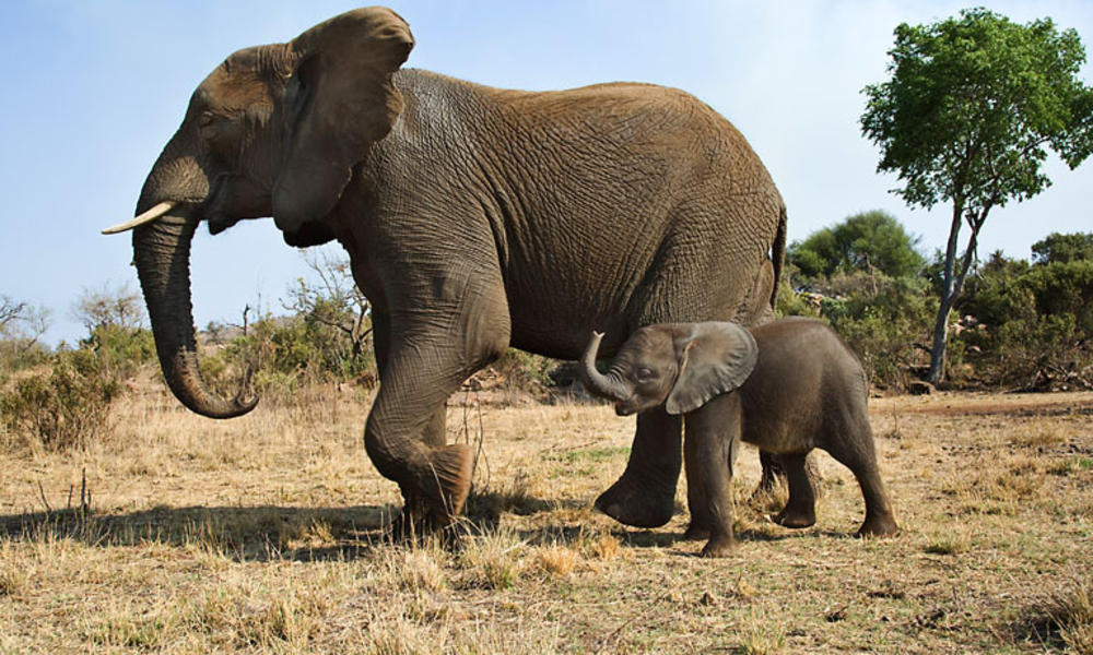 Animal mums. Слониха со слоненком. Слон с детенышем. Слоны забота.
