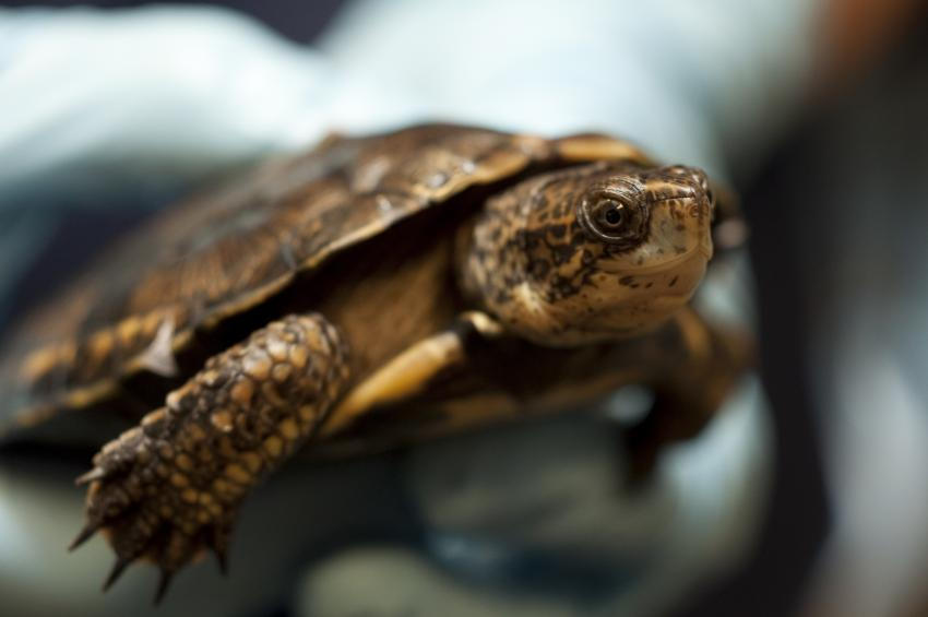 World Turtle Day 2019 by AustinSPTD1996 on DeviantArt