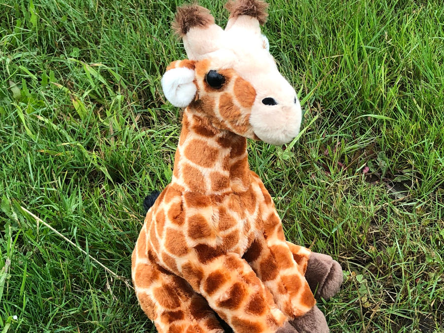 World Giraffe Day 2022 by AustinSPTD1996 on DeviantArt