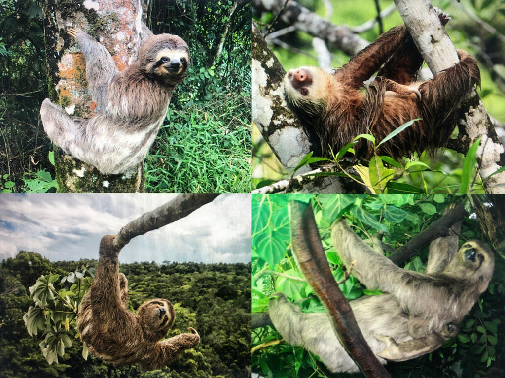 Sloth Layed Out Hanging Out with Sloths by AustinSPTD1996 on DeviantArt