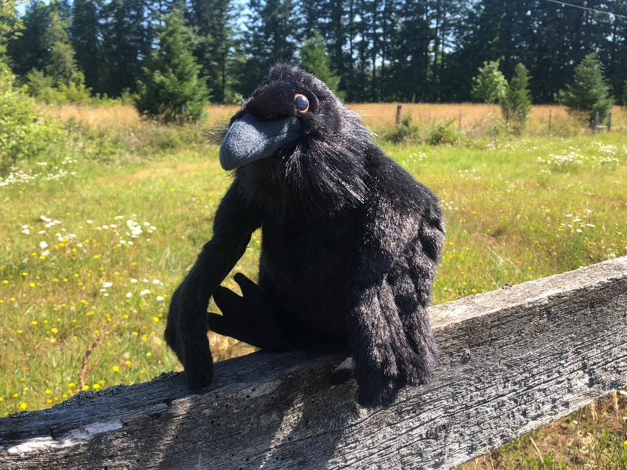 Rayden the Raven by AustinSPTD1996 on DeviantArt