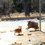 Dog and Javelina