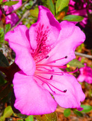 Azalea