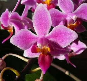 Phal.eques.var'Gianna'