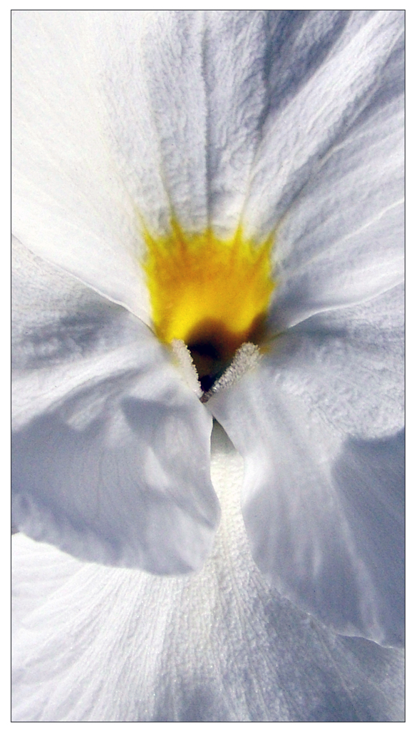 white flower