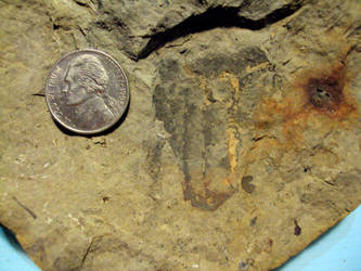 ichniofossil Trilobite