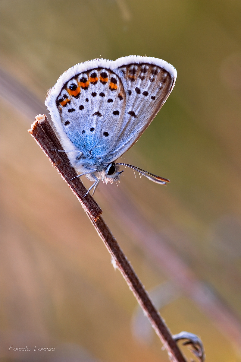 Plebejus argus