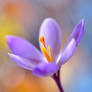 Crocus ``in the rain``