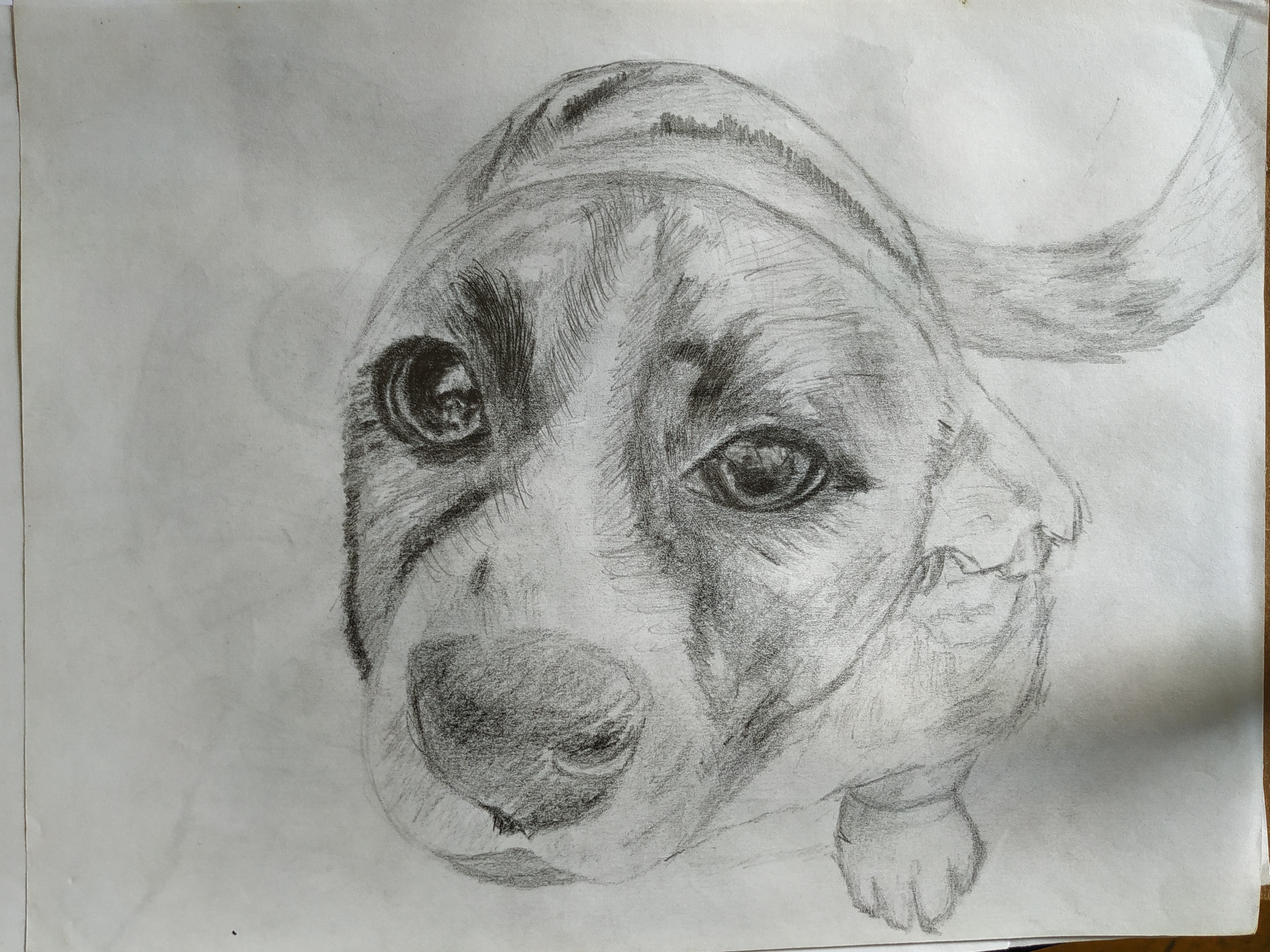 Dog Pet dibujo de un perro a lapiz by GuitarMusicYonathan on DeviantArt