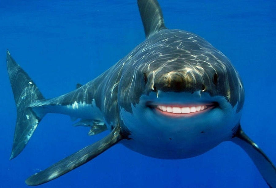 smiling shark by Terek13 on DeviantArt