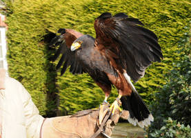 Harris Hawk Stock 5