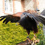 Harris Hawk Stock 12