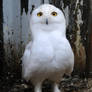 Snowy Owl Stock 2