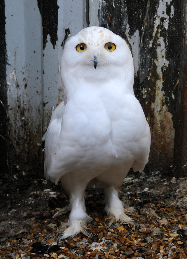 Snowy Owl Stock 2