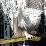 Snowy Owl Stock 4