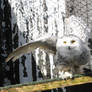 Snowy Owl Stock 5