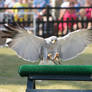 Pale Chanting Goshawk Stock 2