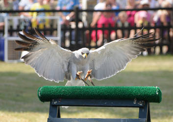 Pale Chanting Goshawk Stock 2