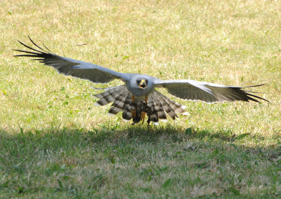 Pale Chanting Goshawk Stock 3