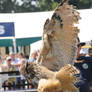 Eurasian Eagle Owl Stock 5