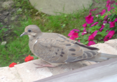 Pigeon outside my Window