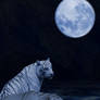 Night tigers