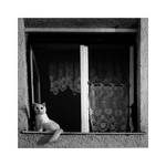 Cat on the window by hrvojemihajlic
