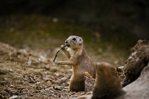 Zagreb ZOO VIII
