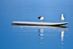 Surfing Seagulls by hrvojemihajlic
