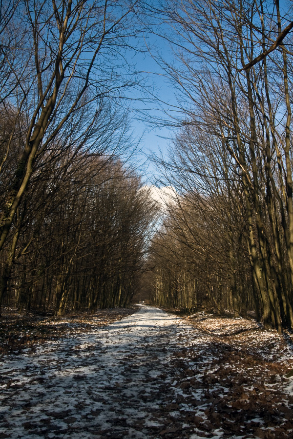 Winter in Maksimir Park 09 I