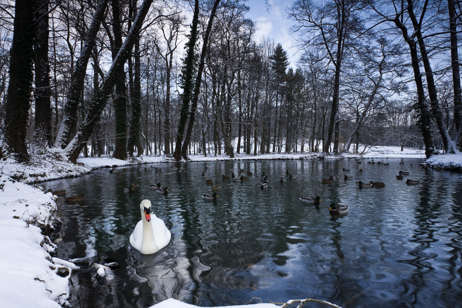 Winter in Maksimir Park XII