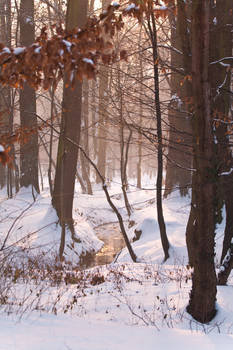 Winter in Maksimir Park XV