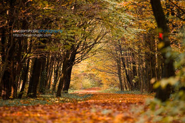 Autumn in Maksimir Park 09 V