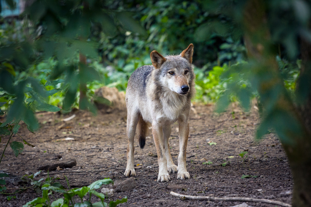 Zagreb ZOO 2014 - 2