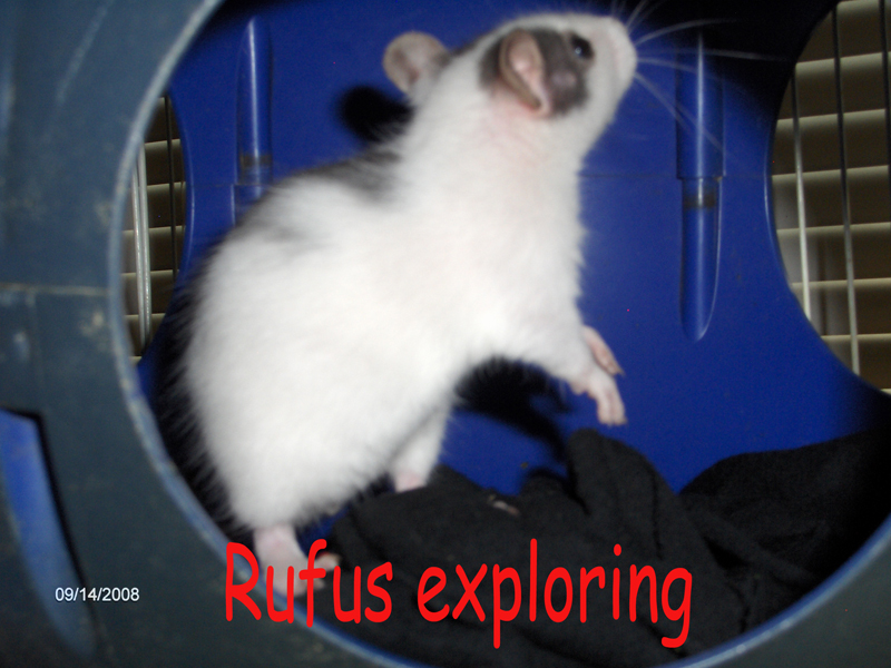 My other new rat Rufus