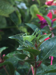 Grasshopper 