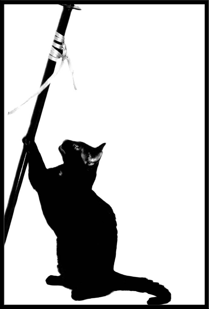 Black Cats and Swords