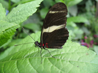 Butterfly 03