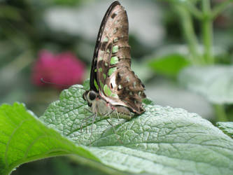 Butterfly 06
