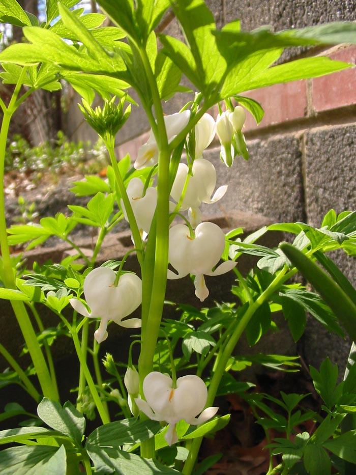 White Bleeding Hearts