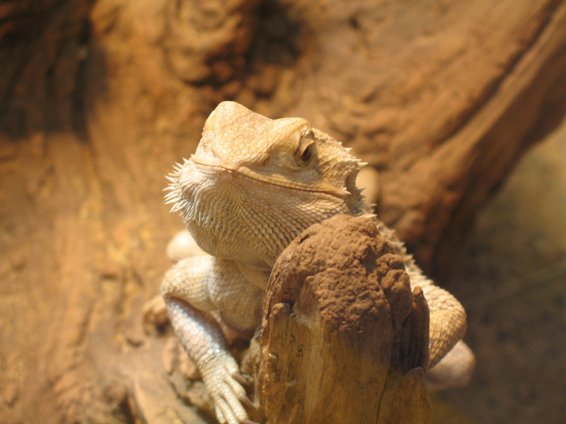 Bearded Dragon