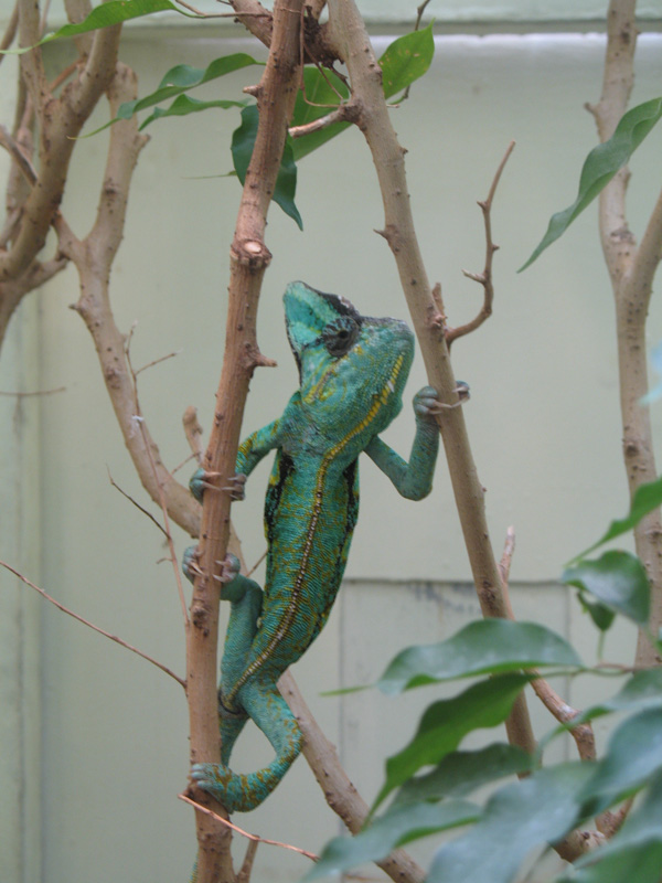 Chameleon Climbing