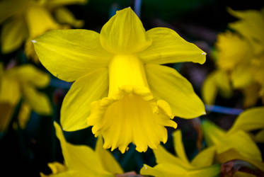 Daffodil.